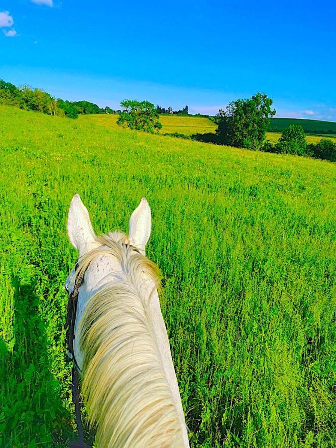 Fabuleux - Domaine Du Moulin D'Andraut Bordeaux-Chevaux-Golf-St Emilion Villa Montussan Екстериор снимка